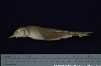 藏品(短翅樹鶯)的圖片